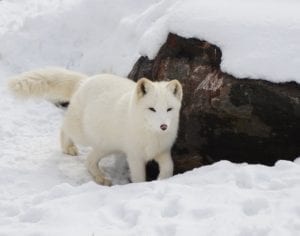 Arctic Fox running in the snow