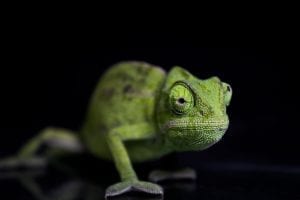 Green chameleon walking towards the camera