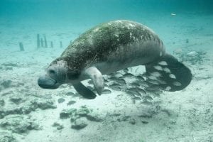 Facts about Manatees