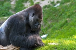 Facts about Silverback Gorillas