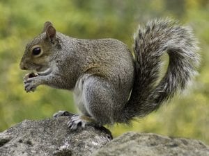 An American Grey Squirrel