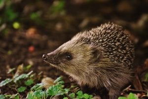 Hedgehog Facts