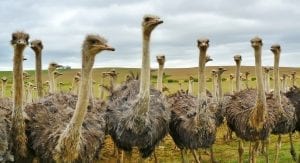 a group of ostriches