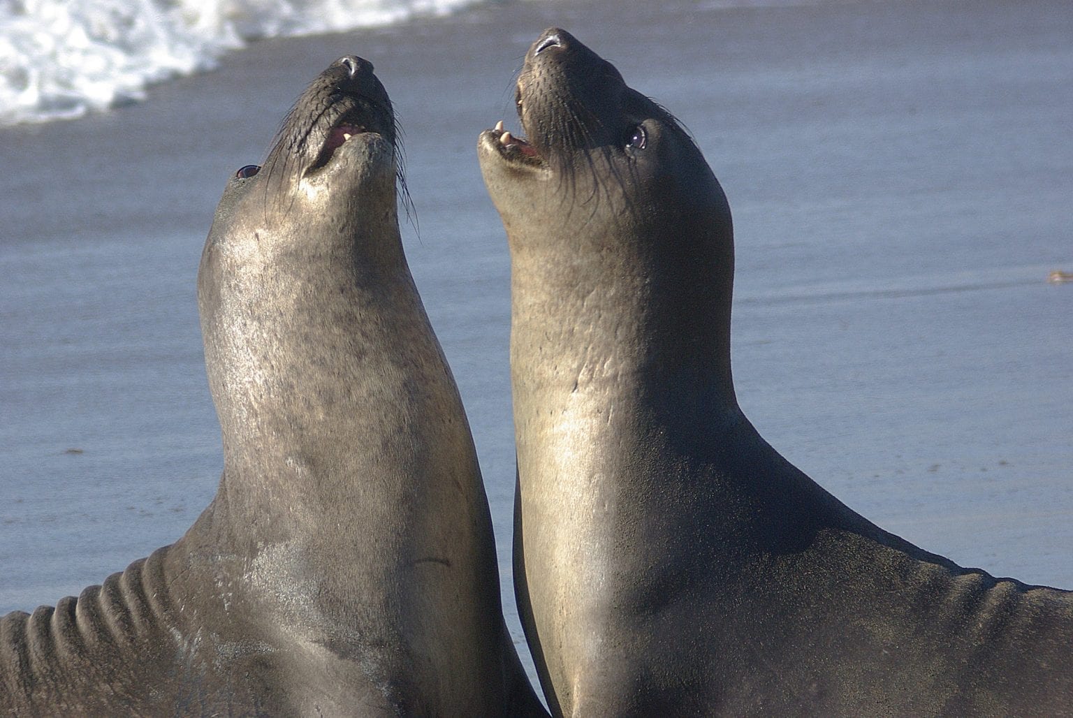 15 FunLoving Facts About Sea Lions Facts