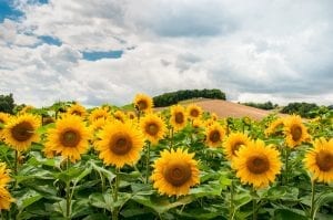 Sunflower fields