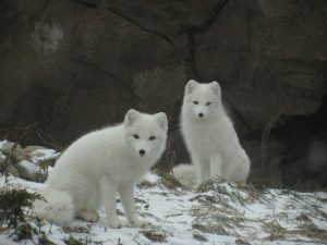 two Arctic Foxes - a rare sight!