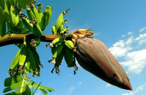 The banana plant