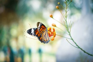 Butterfly on a plant