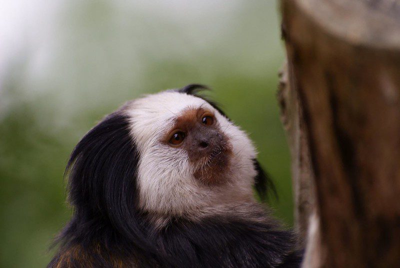 Marmoset at Longleat