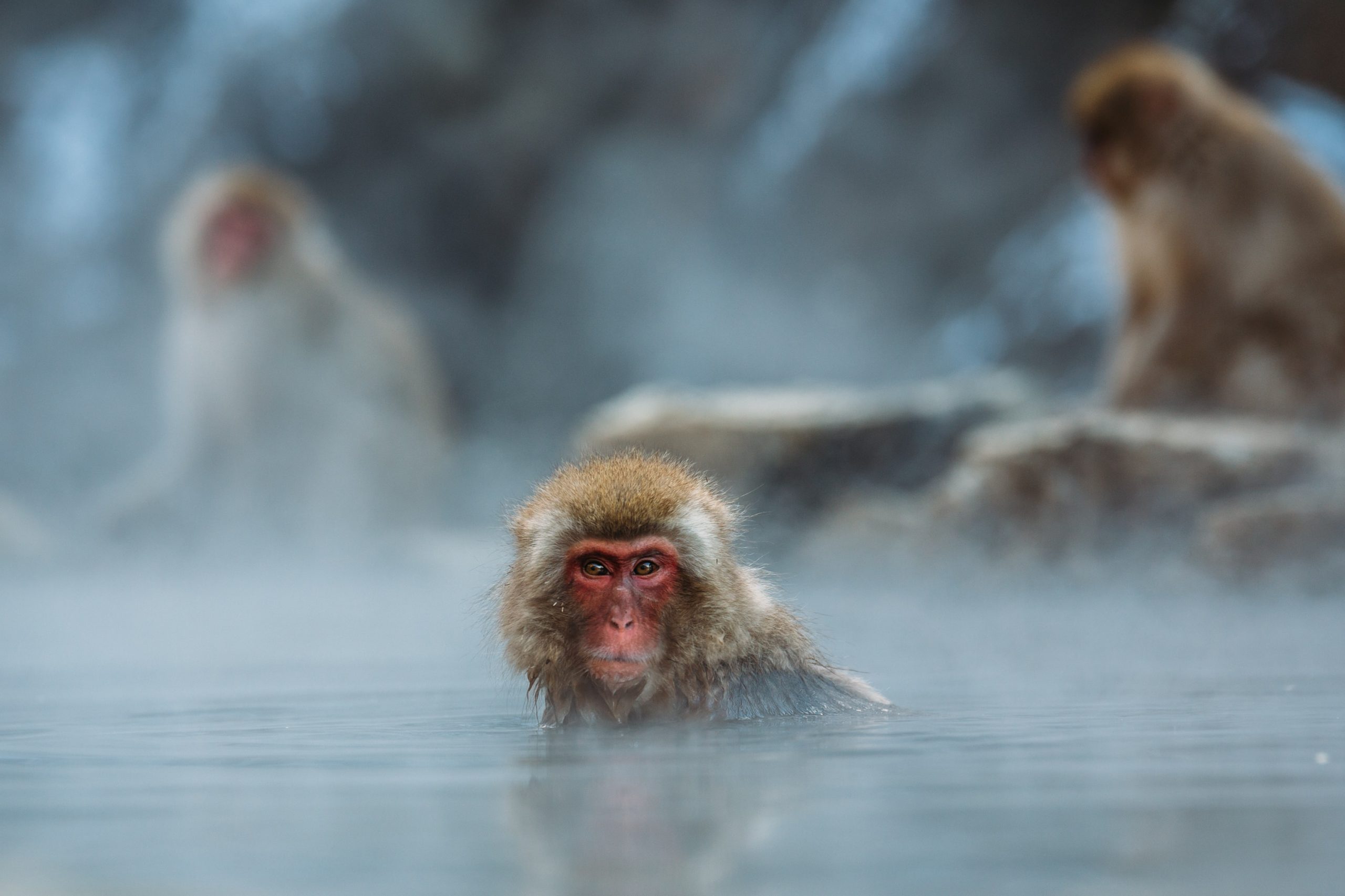 15 Cheeky Facts About Monkeys