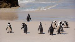 African Penguins