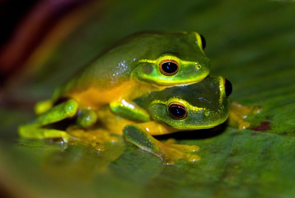 facts about frogs