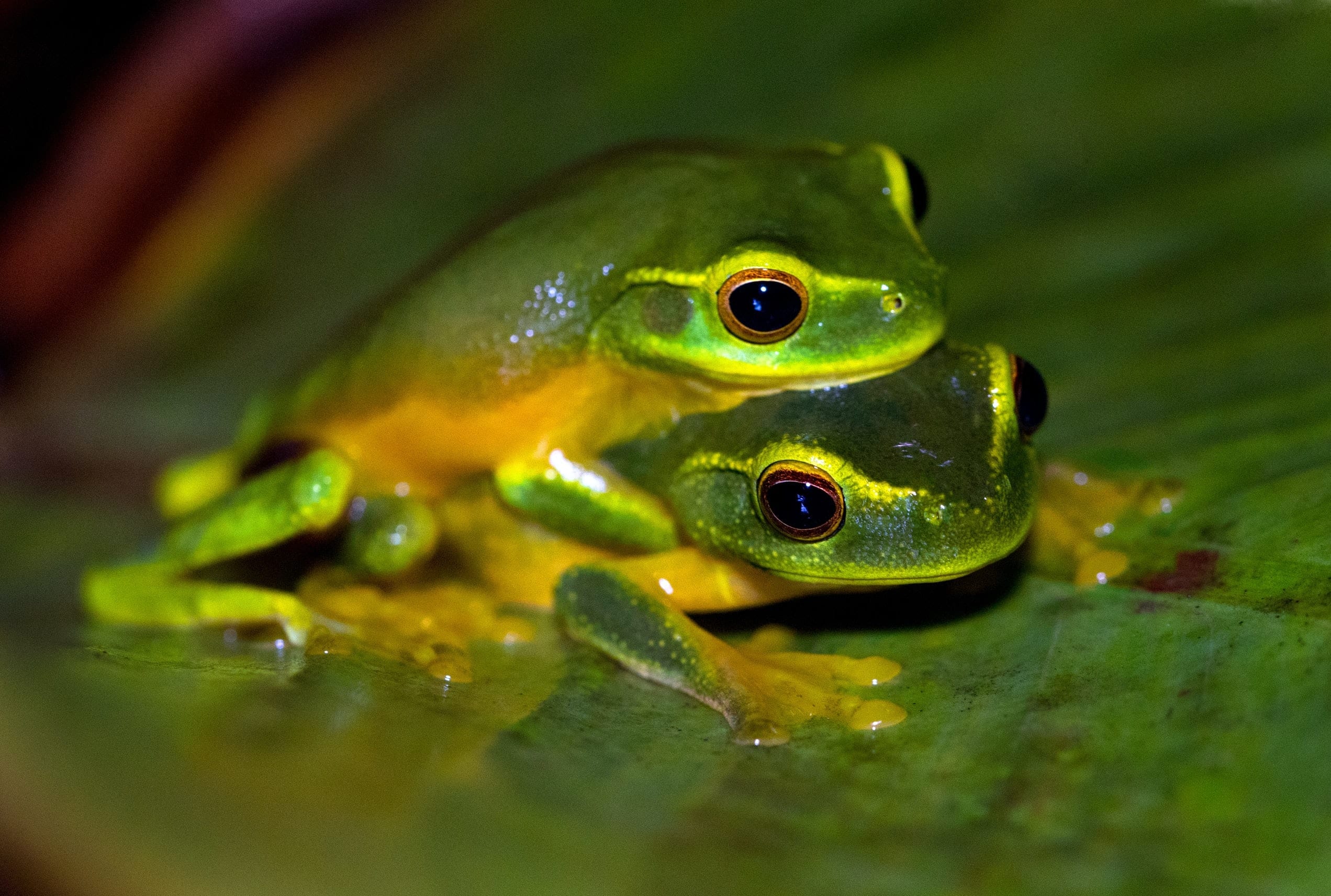 13 Fun Facts About Frogs