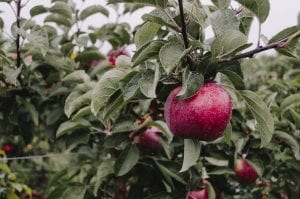 An Apple in a tree, awaiting gravity...