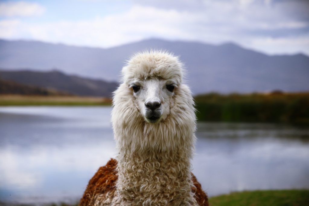 facts about llamas