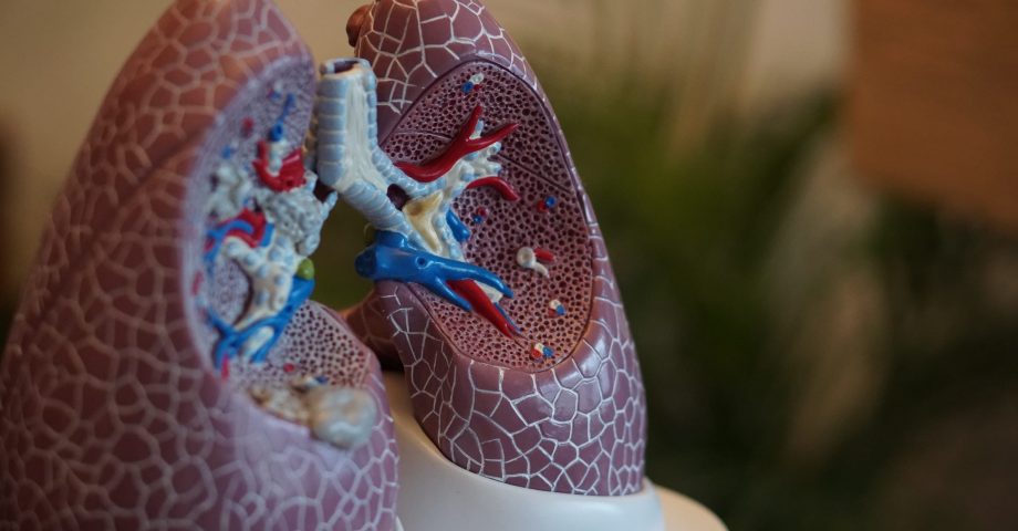 facts about lungs