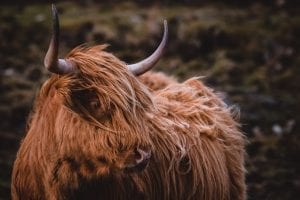 facts about mammals