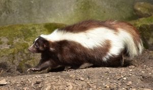 facts about skunks