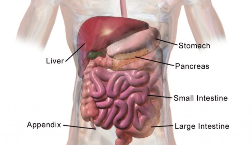 facts about the digestive system