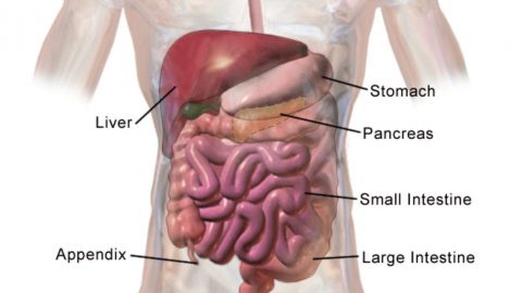 facts about the digestive system