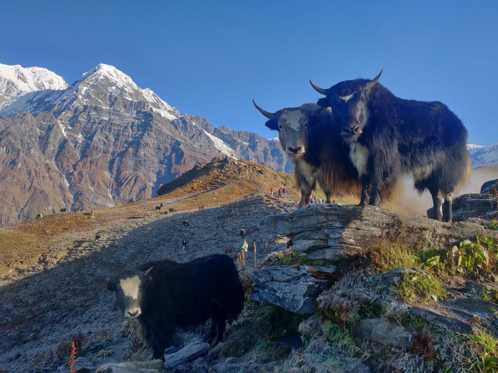 facts about yaks