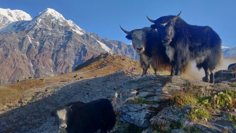 facts about yaks