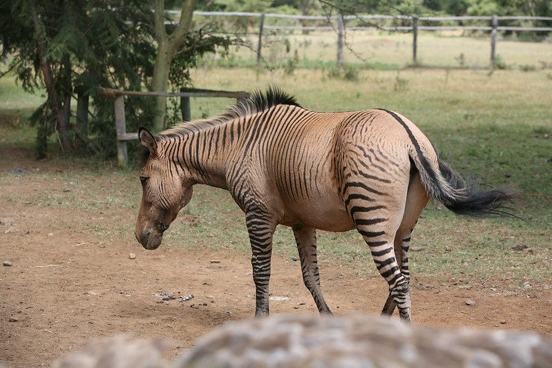 Zebroid