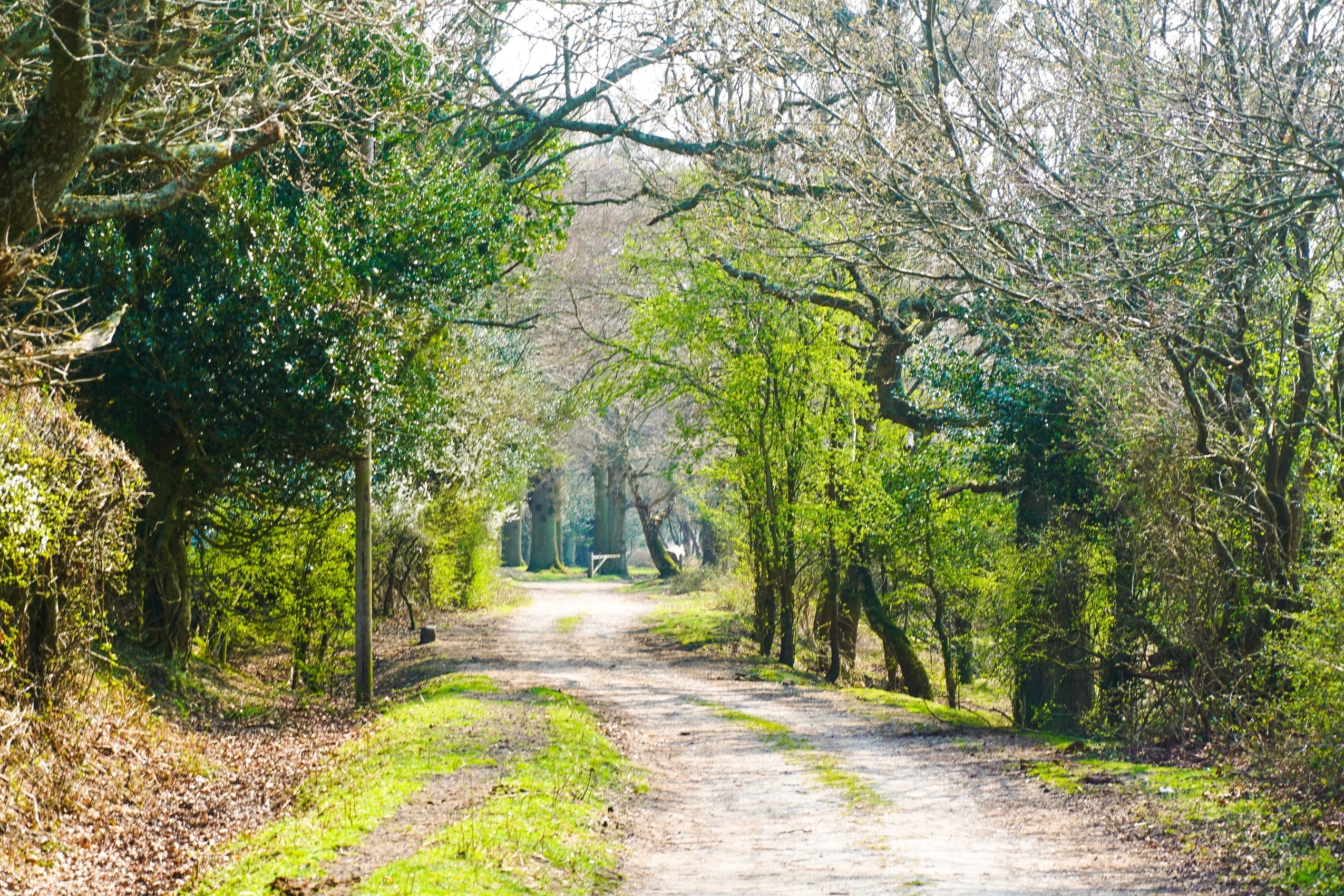 16 Happy Facts About Hampshire