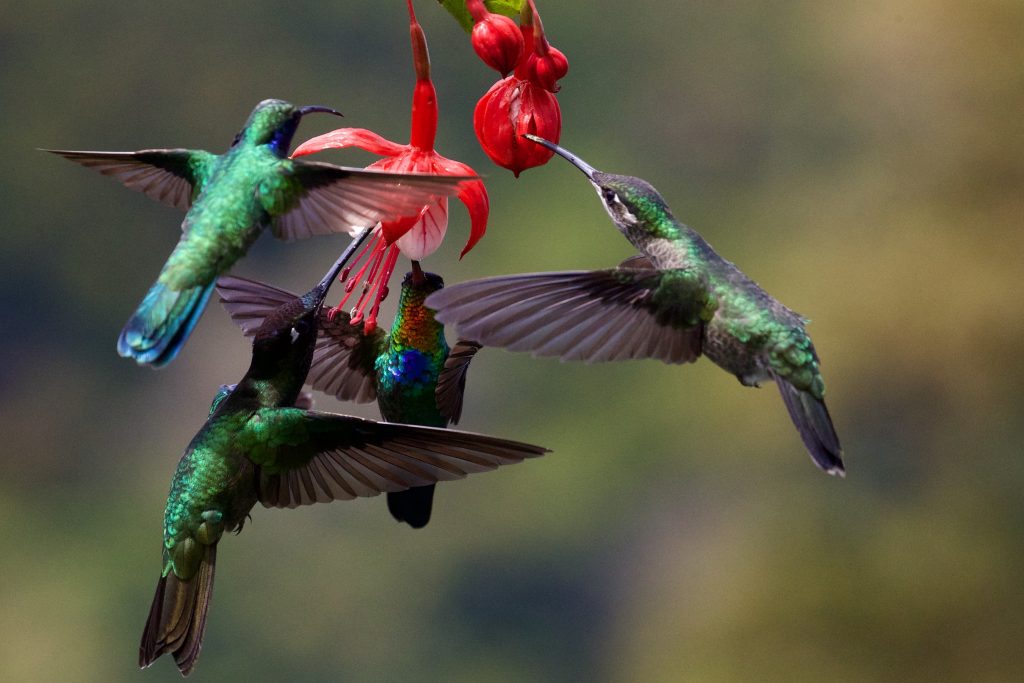 fun facts about Hummingbirds