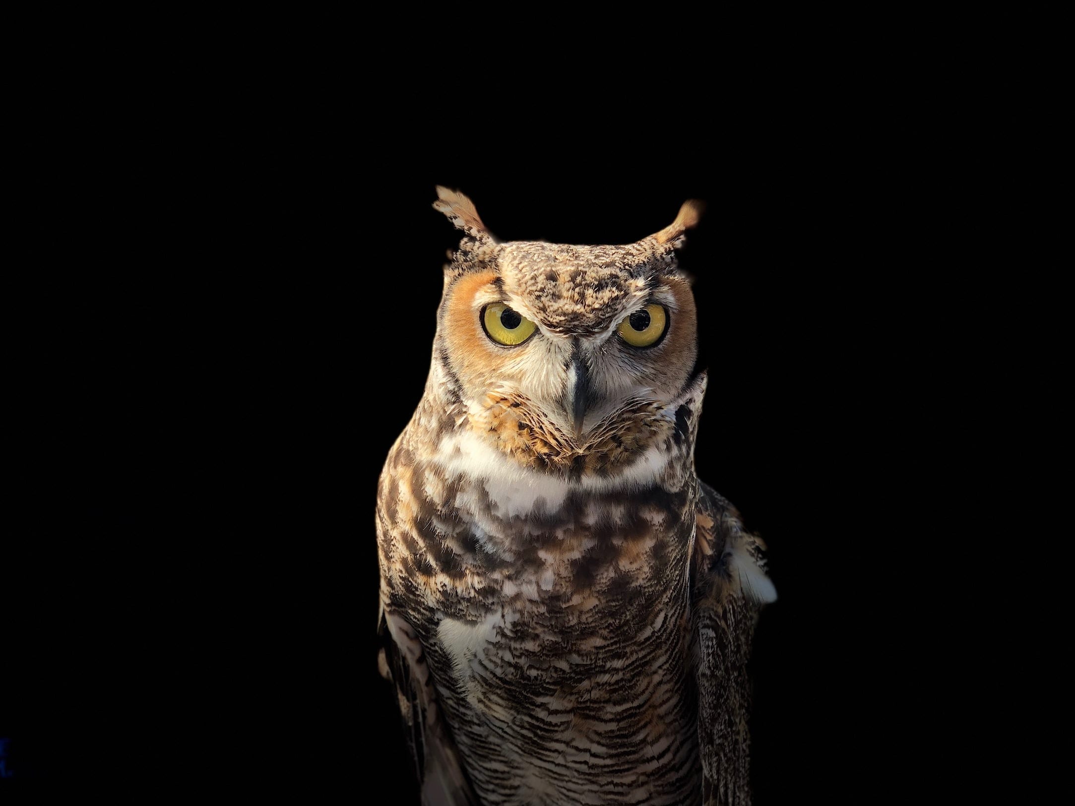 17 Alluring Facts About Owls