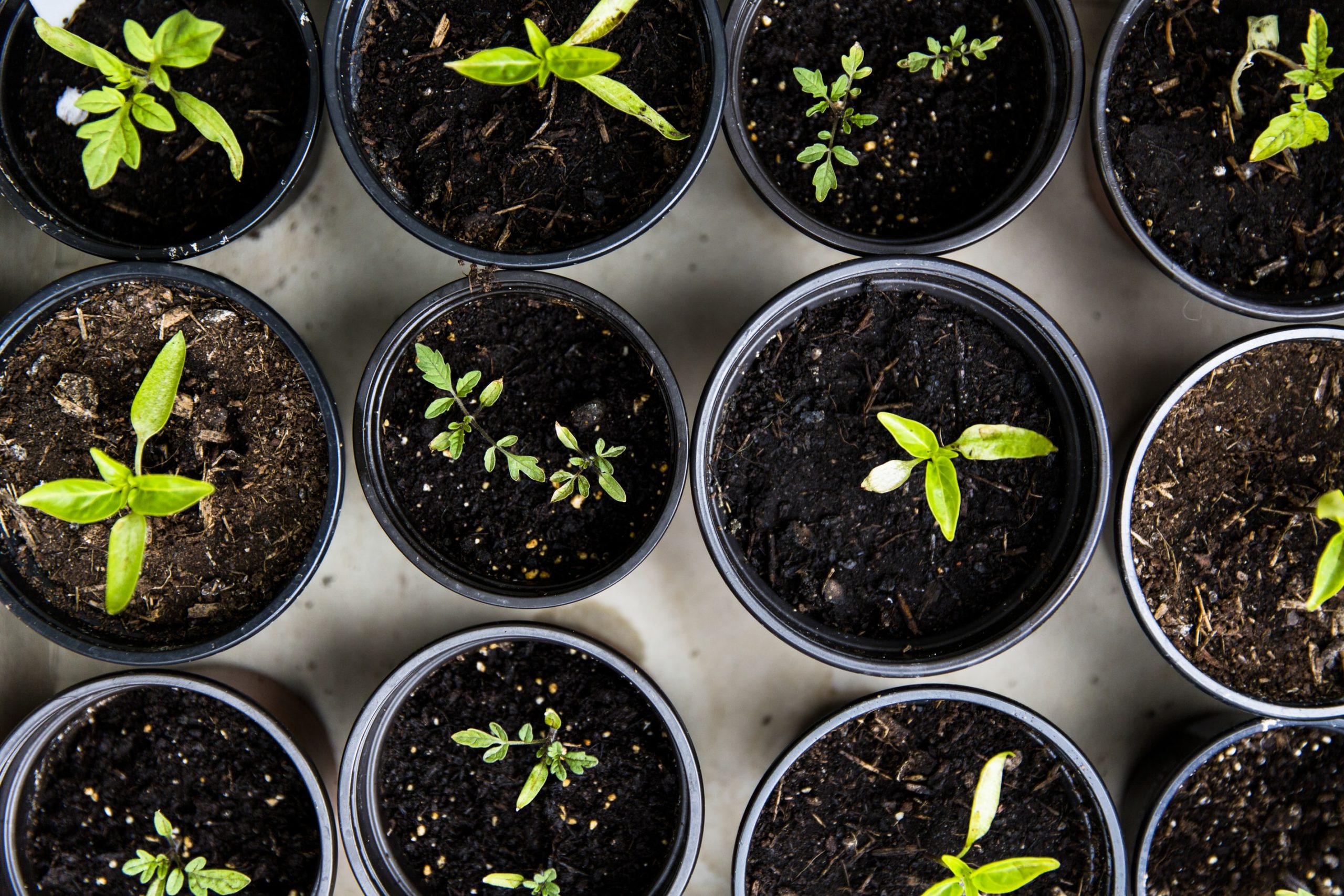 19 Pleasing Facts About Plant Life
