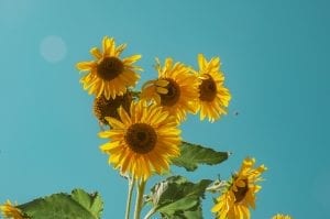 sunflowers in bloom