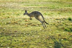 funny facts kangaroos