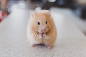 a cute looking hamster holding its arms together