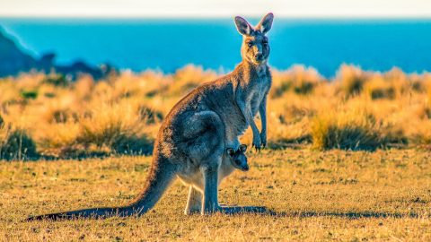 interesting facts about Kangaroos