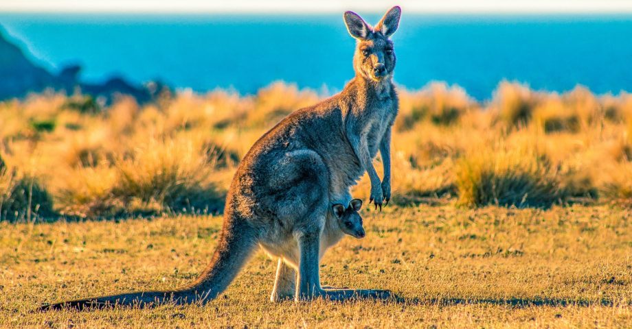 interesting facts about Kangaroos