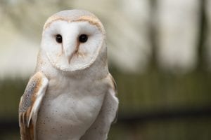 The Barn Owl