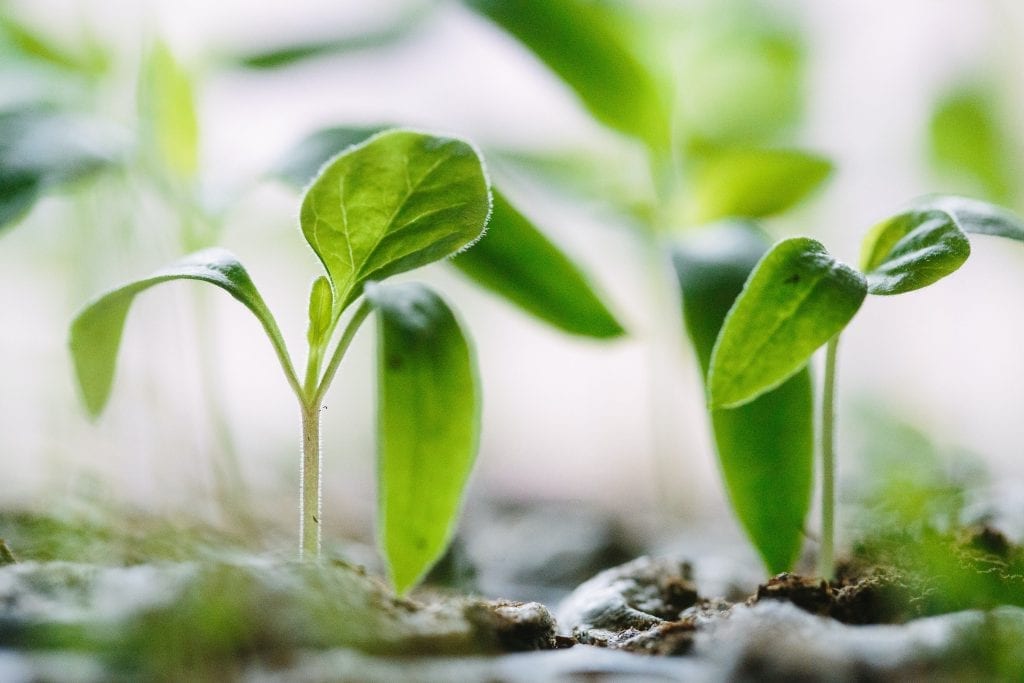 interesting facts about plants