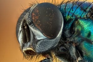 A close up of a house fly