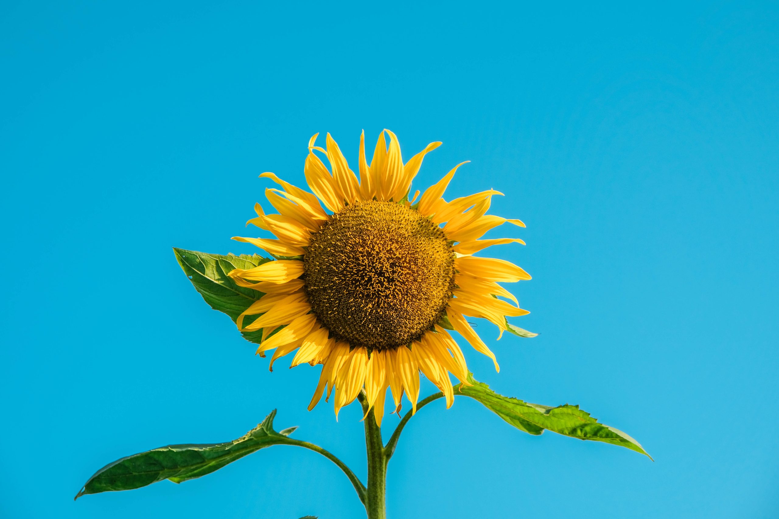 12 Striking Facts About Sunflowers