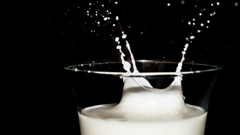 fun facts about milk