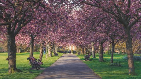 A London park in May