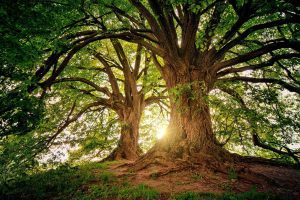 dappled sun coming through the leaves of an old oak tree