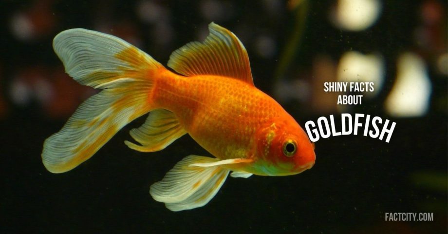 Goldfish header