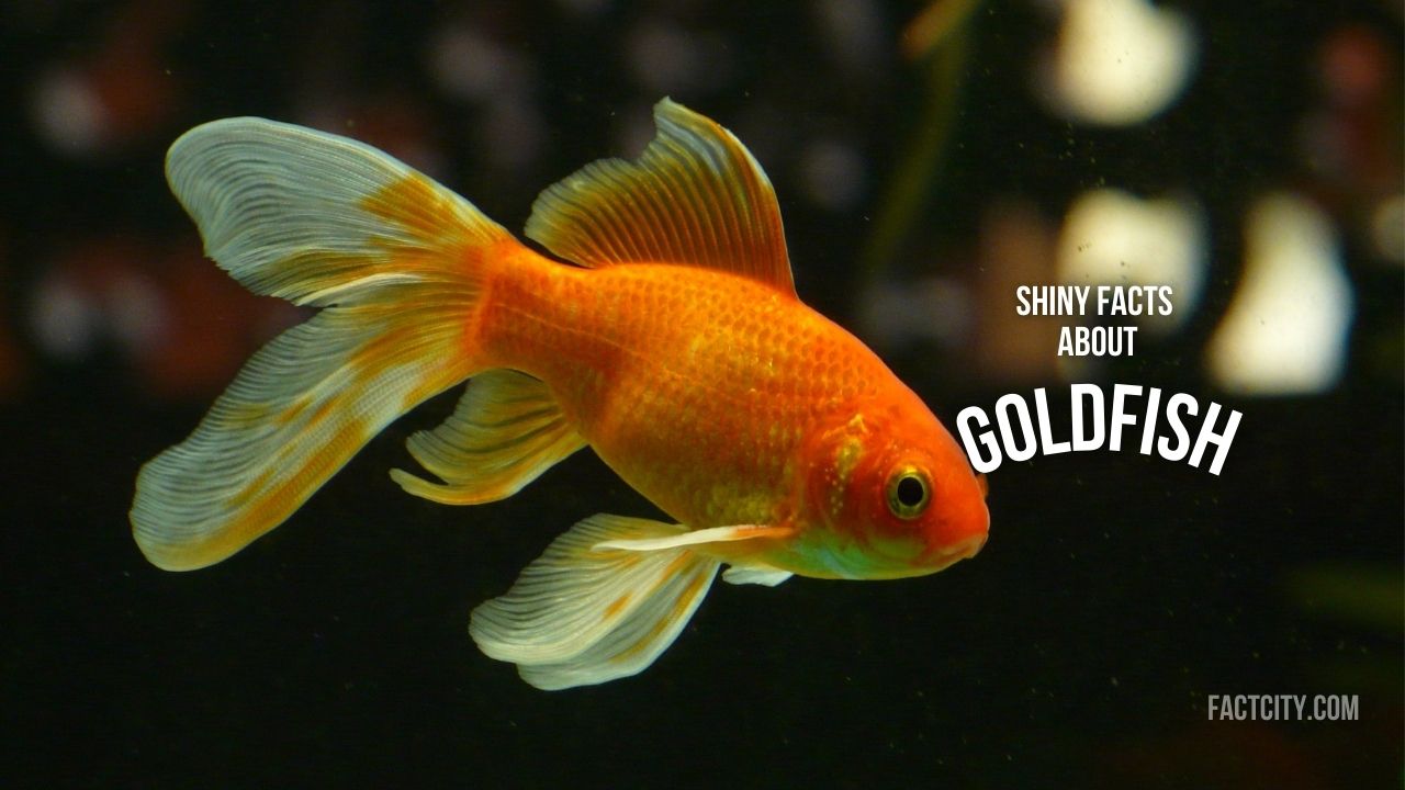 12 Glittering Facts About Goldfish