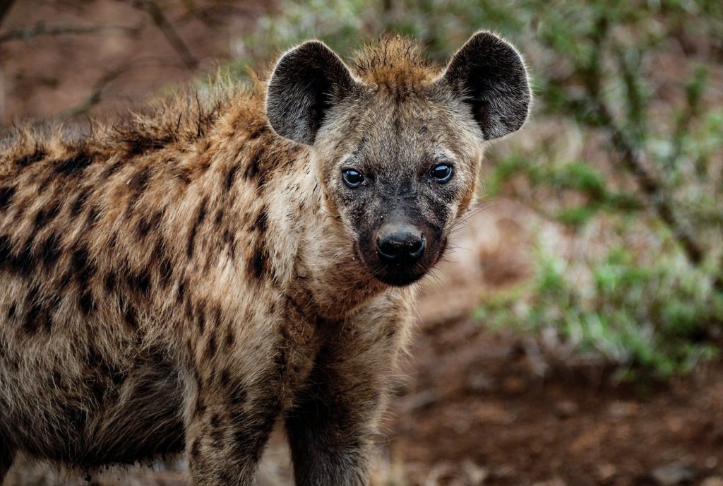 Hyena Facts