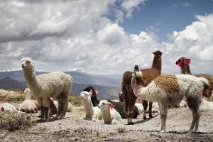 Llama Facts