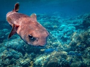 Puffer fish in the Red Sea 