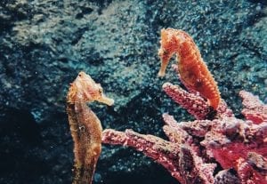 Seahorses mating