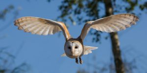 A Barn Owl in Flight